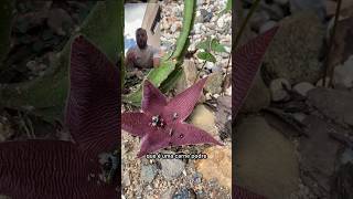 Cacto estrela engana as moscas Stapelia hirsuta [upl. by Docila]