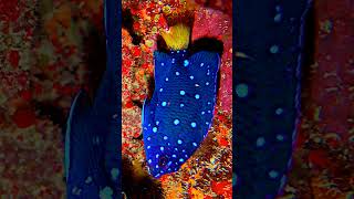 ²Yellowtail Damselfish Jewelfish Microspathodon chrysurus  Juvenile in Family Pomacentridae [upl. by Kenimod]