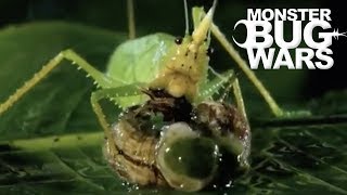 Most Savage Katydid Attacks  MONSTER BUG WARS [upl. by Dnalon]