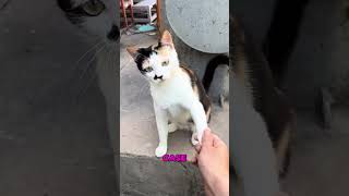 Cats Give Handshakes 🐱🤝 Adorable Greeting Ritual [upl. by Ioab]