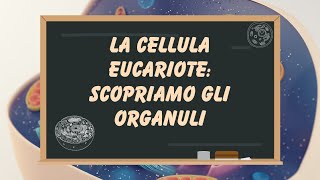 La cellula eucariote organelli cellulari e differenze tra la cellula animale e la cellula vegetale [upl. by Eerehs]