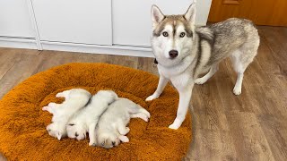 Husky and a Tiny Puppy Before Becoming Friends [upl. by Agathe196]