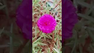 Portulaca grandiflora flower shortvideos 🌷💗💖⚘🌺🌸💮❤viral [upl. by Ul190]