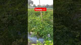 Tomato ki kheti subscribe [upl. by Ecnaret]