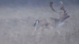 Fallow deer during the rut Sounds the voice of a male fallow deer [upl. by Atirehgram853]