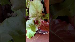 Lettuce plants lettuce gardening garden shorts ytshorts [upl. by Flem884]