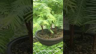 9 Tree Redwood Bonsai Forest [upl. by Alper964]