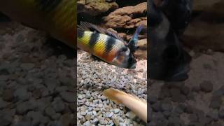 Haplochromis obliquidens cichlid shorts short fish [upl. by Ahsotal]