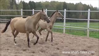 For sale Akhalteke filly GarlygachShah  Gaon Shael  GuldzhanShah 09 2023 [upl. by Kifar]