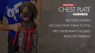 EzyDog Chest Plate Harness  Fitting Guide [upl. by Acirederf]