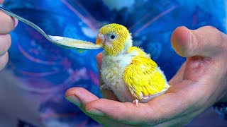 Hand Feeding Hatched Budgie from Incubator [upl. by Oivatco]