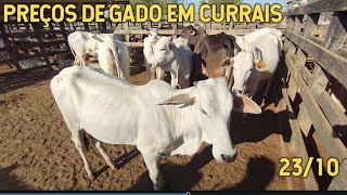 Preços de gado em currais em TabiraPE 231024 [upl. by Enoved288]