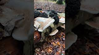 Fungi Foray at Spinney Wood [upl. by Cruce]