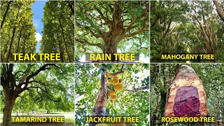 Teak Tree Mahogany Tree Rosewood Tree Rain Tree Jackfruit Tree Tamarind Tree [upl. by Julide]