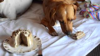 Miguitas Repostería Perruna tarta y brownies para perros [upl. by Atse]