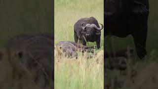 African Safari LionHunt WildlifePhotography SavannaDrama AfricanSafari NatureDocumentary [upl. by Uziel62]