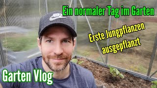 Ein normaler Tag im Garten Ich pflanze Tomaten Gurken und Auberginen ein Kalte Sophie heute vorbei [upl. by Aidile635]