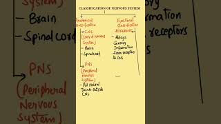 Classification of Nervous System  Nervous System Classification  Nervous System TypesCNS amp ANS [upl. by Cassandre]