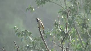 Himalayan bulbul singing  Sattal by Nicholas Iyadurai Nov 2024 [upl. by Desma]