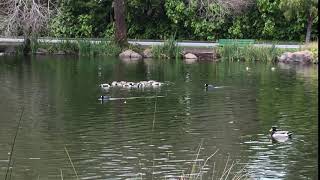 A group of Northern Shoveler Ducks circling for food [upl. by Berthe964]