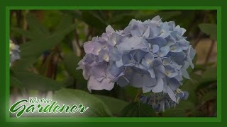 Hydrangea Trail  Volunteer Gardener [upl. by Kania]