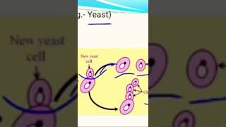 Yeast explained so well science scienceexperiment shortsvideo shorts [upl. by Chin]