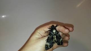 Deaths head hawkmoth screaming [upl. by Aramac]