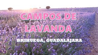 CAMPOS DE LAVANDA en BRIHUEGA  Guadalajara [upl. by Roseann]