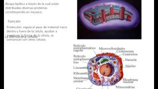 ejemplos de Biología Química y Fisica [upl. by Urbani93]