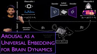 Arousal as a universal embedding for spatiotemporal brain dynamics [upl. by Etnahsal]