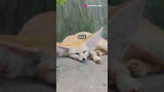 Fennec Foxes FennecFox AnimalFacts Wildlife NatureLovers DisneyPixar shorts fox interesting [upl. by Soracco598]