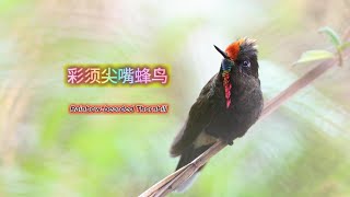 Rainbow bearded Thornbill 20240317 [upl. by Eiuqram]