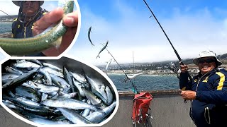 JACKSMELT FISHING AT PACIFICA PIER Salmon season  Part 21 [upl. by Izawa374]