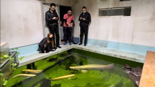 やばい、凄すぎるマニア訪問！巨大な池水槽、餌やりも凄い、2mの巨大魚、巨大な濾過槽 [upl. by Arted]