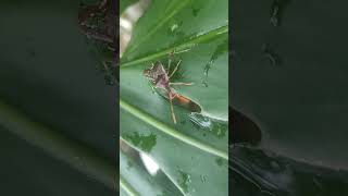 Leaf Footed Bug On My Montserra [upl. by Thilde]