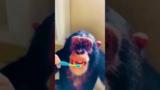 Anaya Ne Karwaya Monkey Ko Brush 😱🤣 hum2hamare2 comedy shorts [upl. by Tingley]