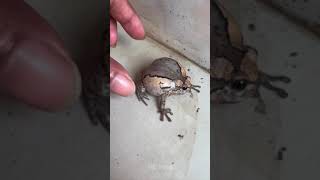 boing boing funny frog Part 5  HD Frog [upl. by Wartow]