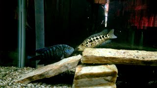 JACK DEPSEY CICHLID VS JAGUAR CICHLID [upl. by Nigel]