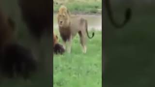 búfalo engaña al rey de la selva león sorprendido bufalo leon animalessalvajes [upl. by Notyalc]