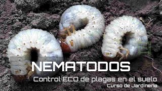 Cómo eliminar los Gusanos del SUELO de forma NATURAL con NEMATODOS v78 Jardinería  LdN [upl. by Yaffit]