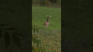 What’s the furthest shot you’ll take on a whitetail deer bowhunting archery shorts [upl. by Sugna]