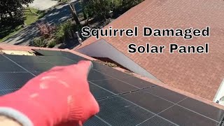 Squirrels Damage Solar Panel  CritterProof Solar Panels [upl. by Hillhouse691]