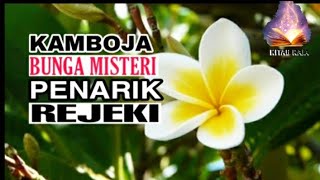 KAMBOJA 💥 CARA TERMUDAH REJEKI MELIMPAH RUAH  kisah unik Kamboja [upl. by Tlevesor]