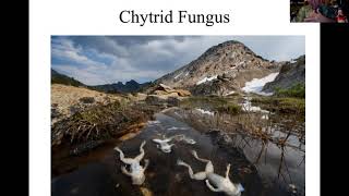 Chytrid Fungus and Amphibian Decline [upl. by Attenauq]