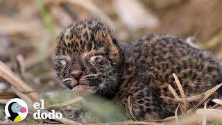 Pequeño cachorro de leopardo se reúne con su mamá  El Dodo [upl. by Atiruam912]