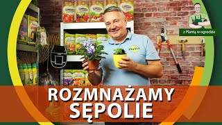 Rozmnażanie fiołka afrykańskiego  Z PLANTĄ W OGRODZIE [upl. by Snilloc754]