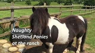 Naughty Shetland Ponies at the ranch  TV Episode 79 [upl. by Yelik629]