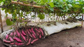 Why do sweet potatoes grown in soil bags have so many large tubers [upl. by Nally]