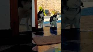 🤨 dog doglover labrador funny viralvideo ytshorts shortsshort reels trending funnycomedy [upl. by Eraste358]