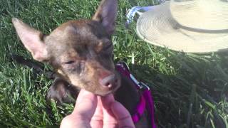 Long Legged Sweet Pea a Deer Chihuahua Looking For a Home [upl. by Hgielhsa]